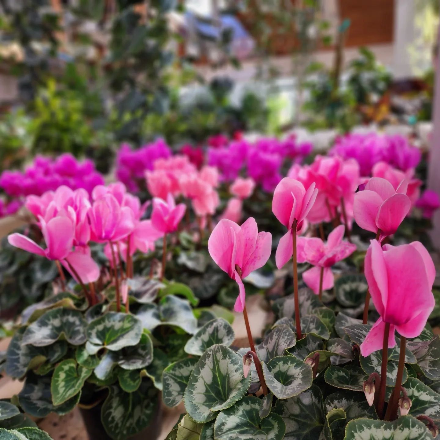 Designs By Lee Inc nursery