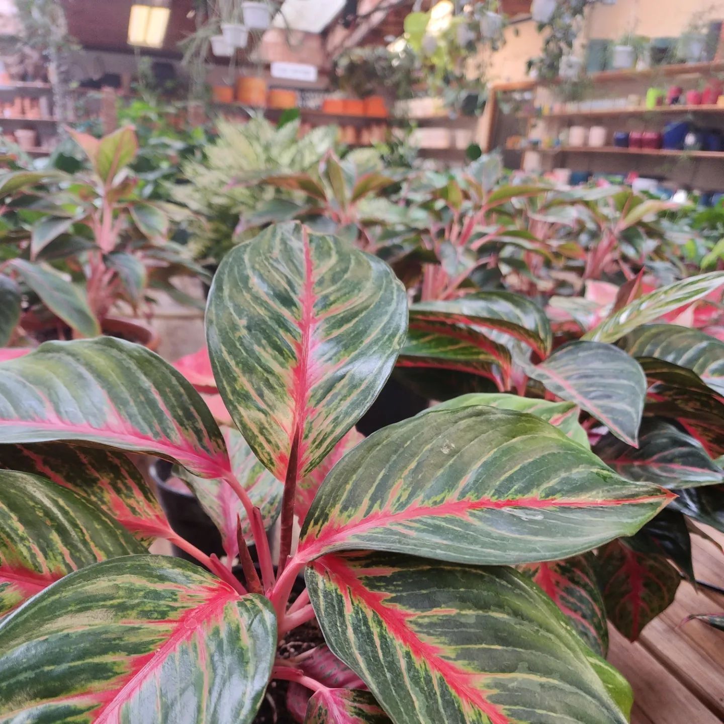 Designs By Lee Inc nursery