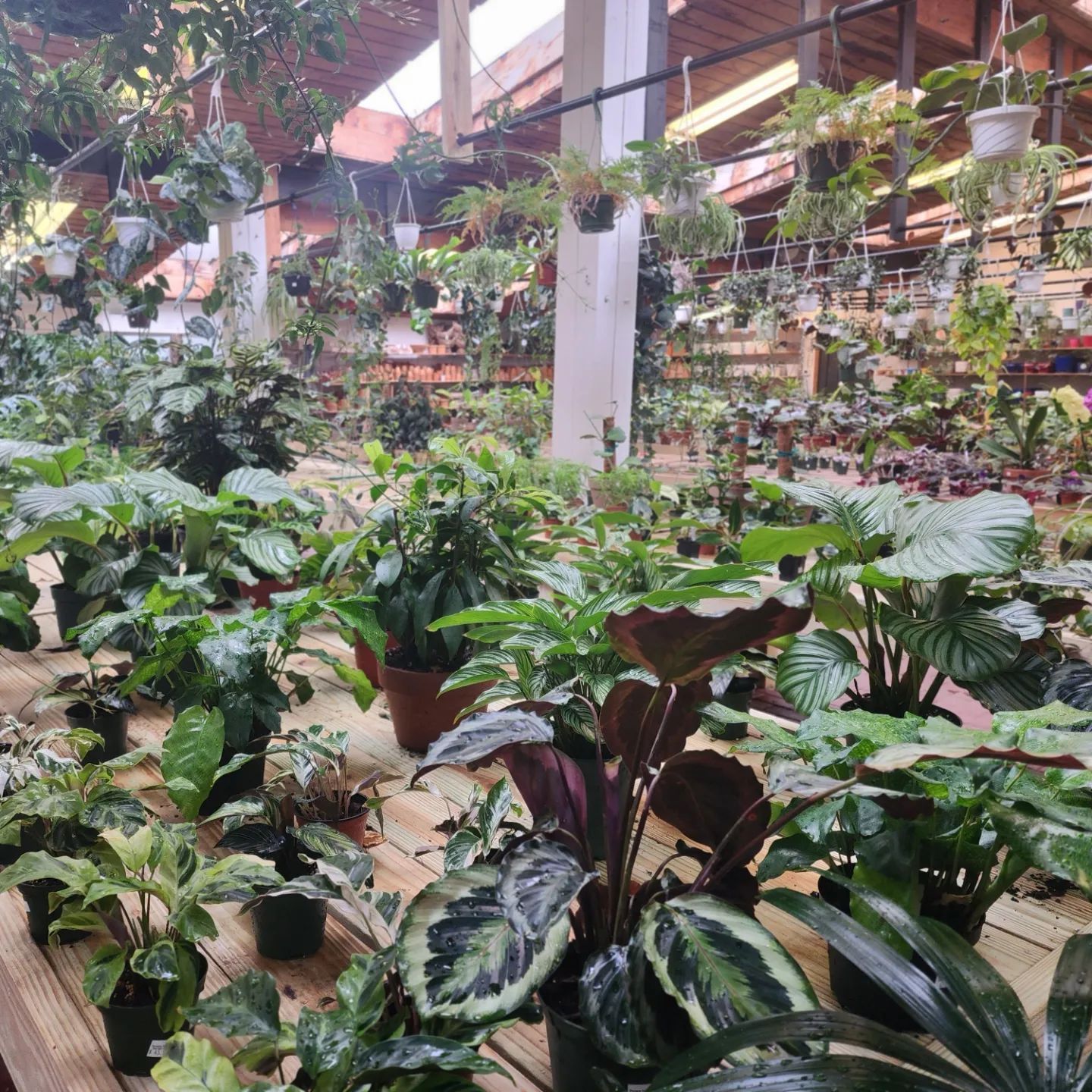 Designs By Lee Inc nursery