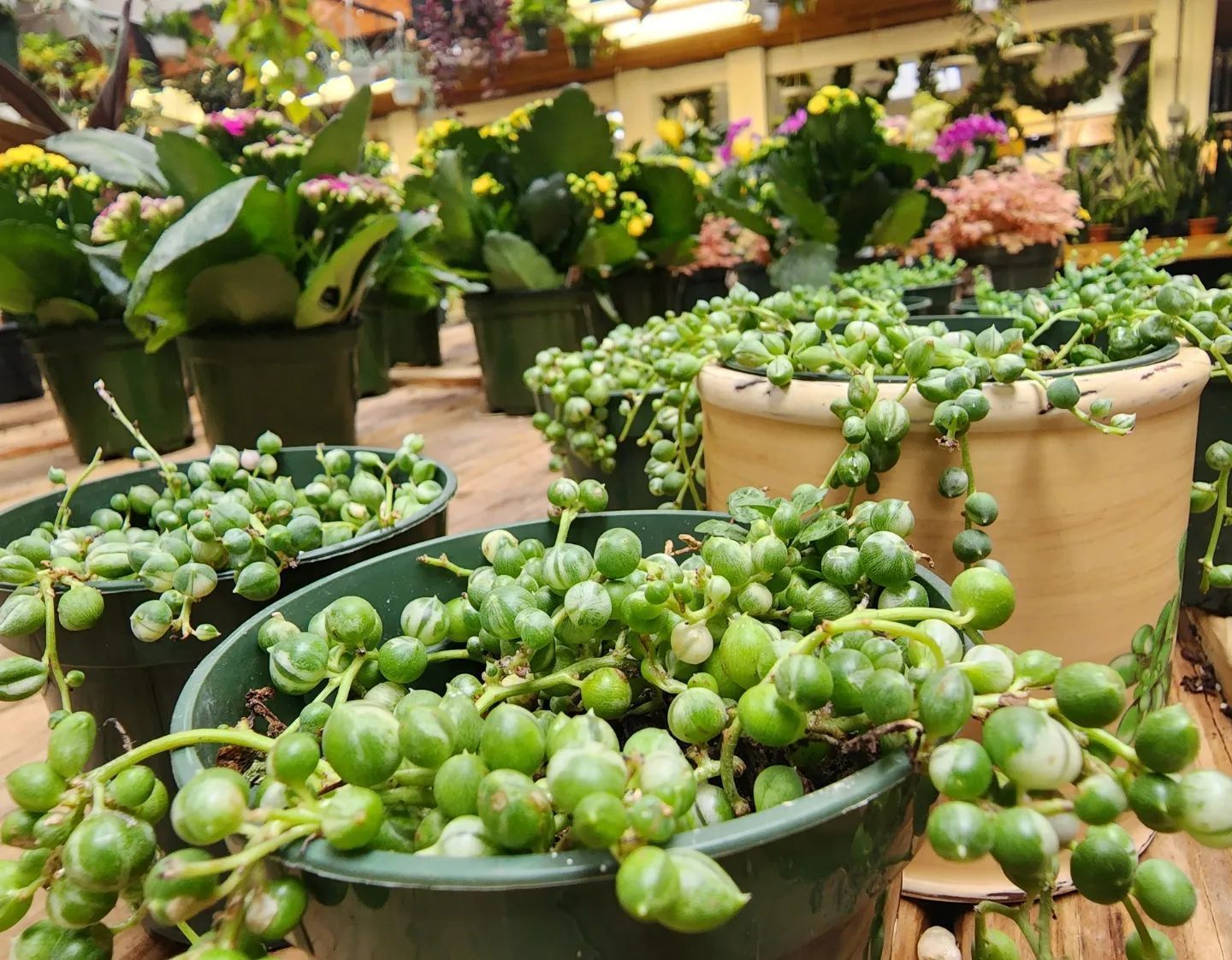 Designs By Lee Inc nursery