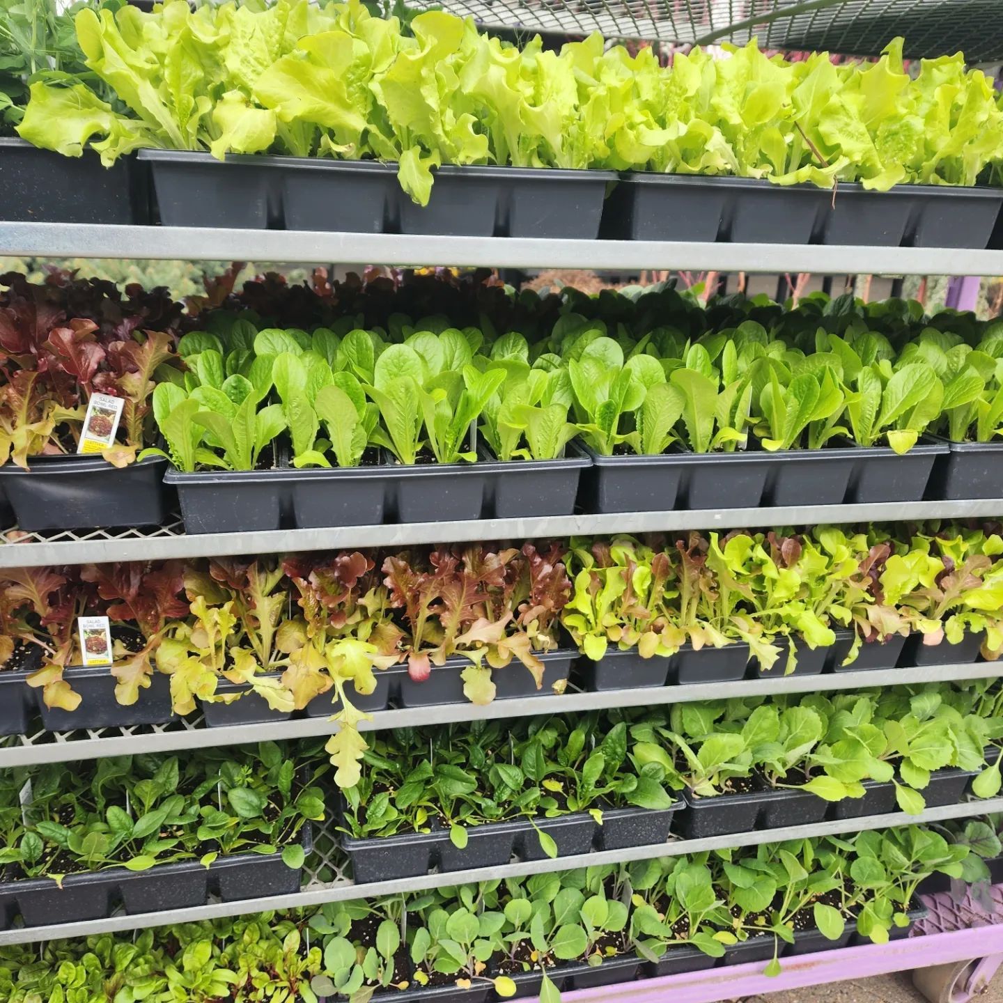 Designs By Lee Inc nursery