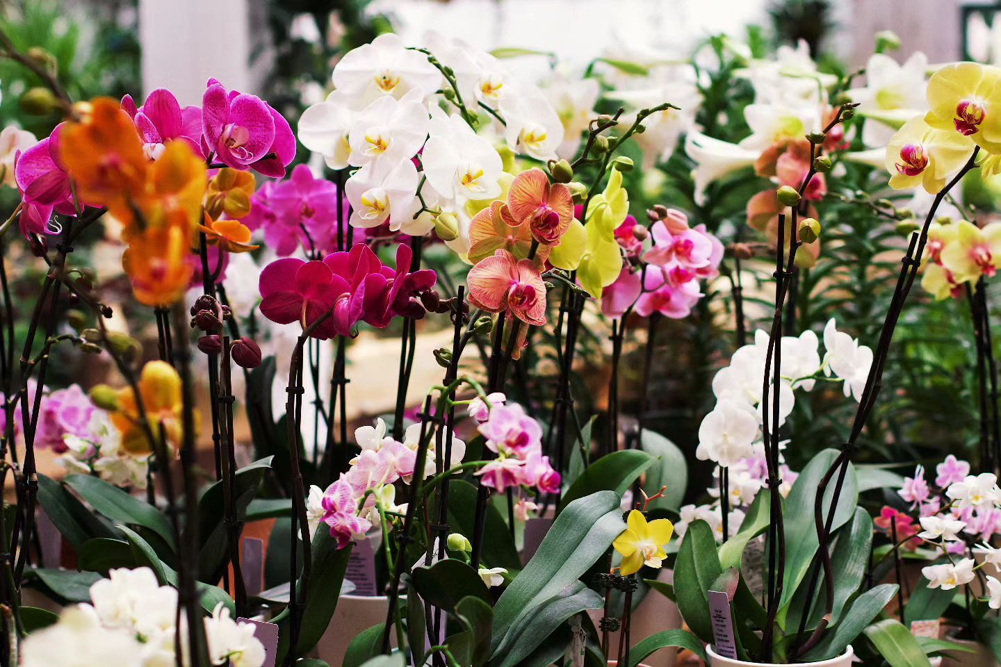 Designs By Lee Inc nursery