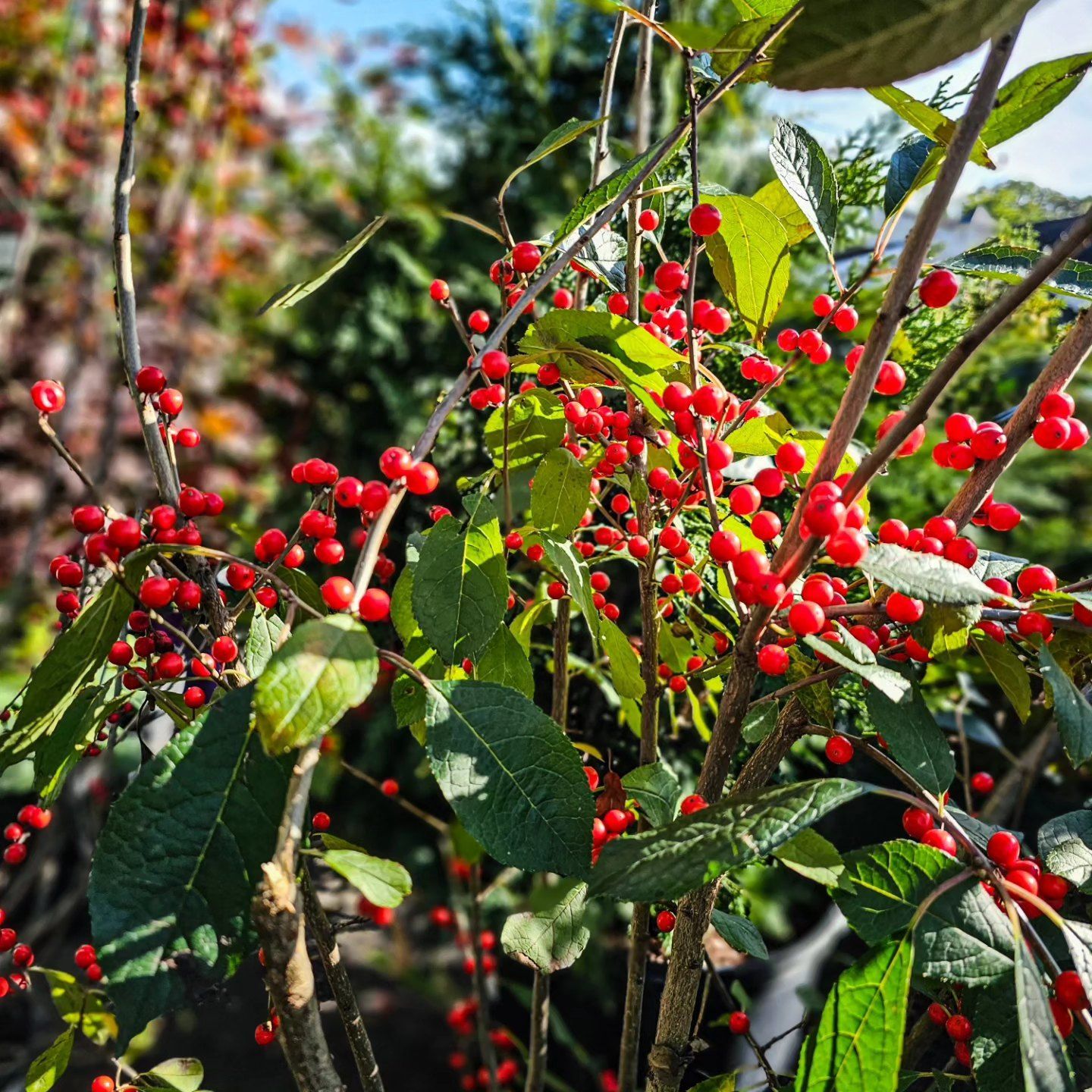 Designs By Lee Inc nursery