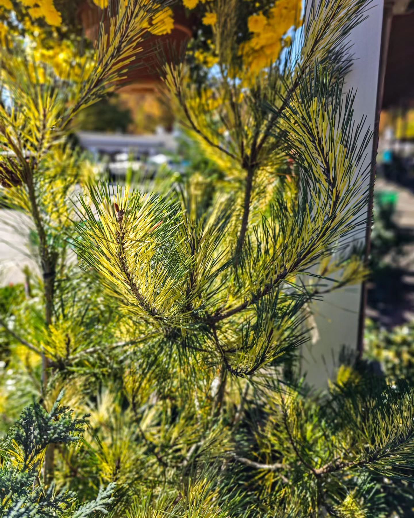 Designs By Lee Inc nursery