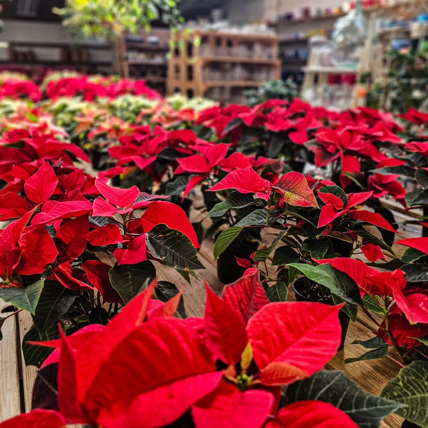 Designs By Lee Inc nursery