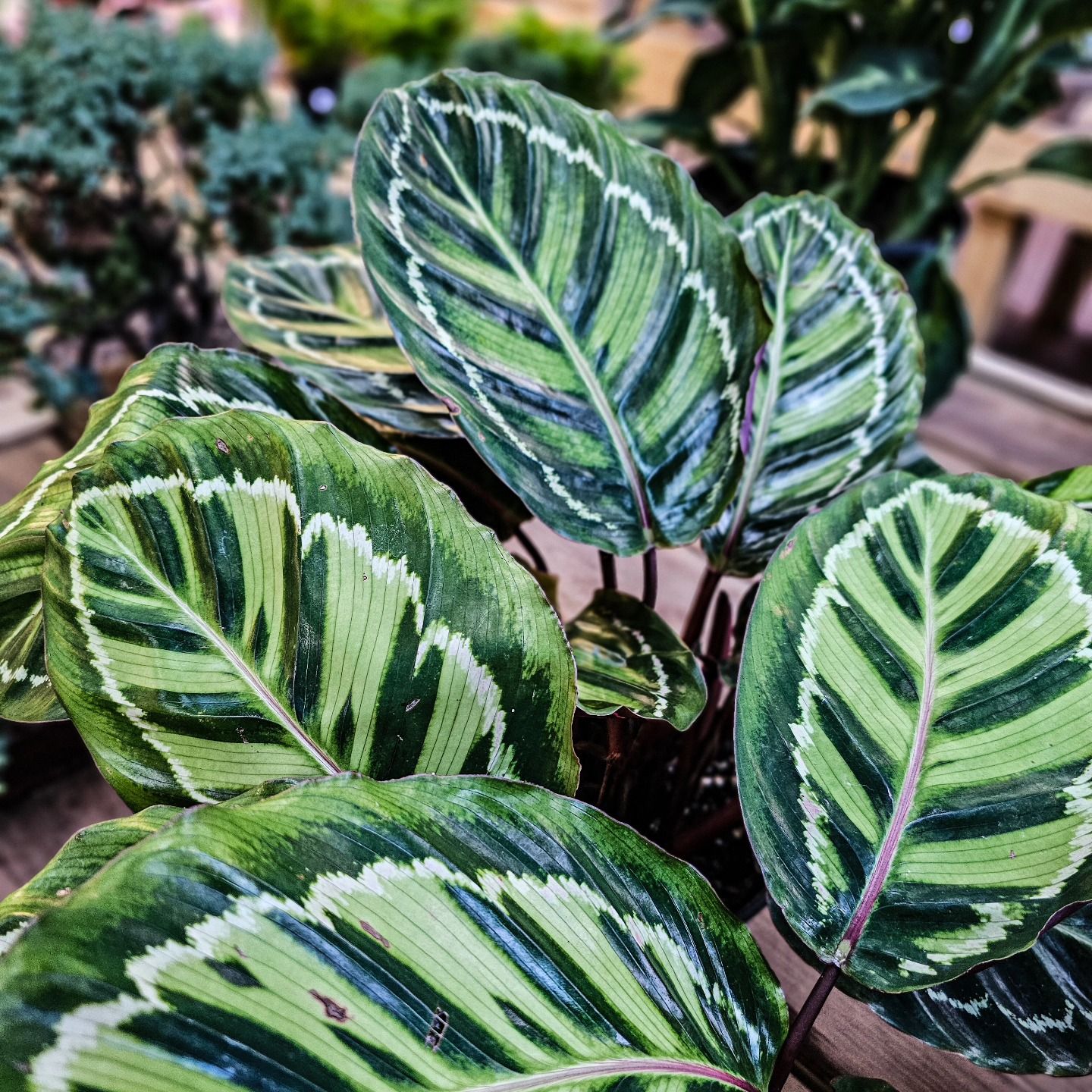 Designs By Lee Inc nursery