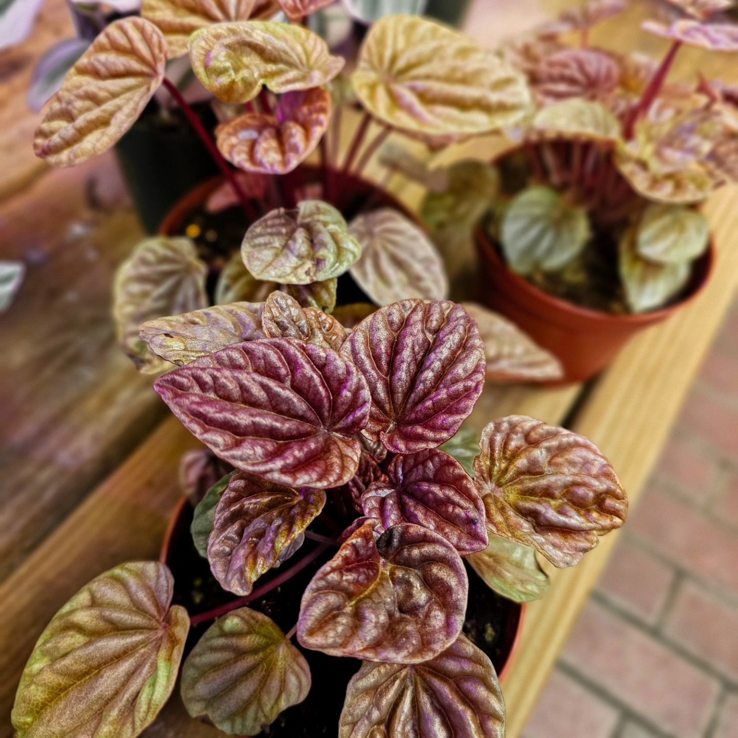 Designs By Lee Inc nursery