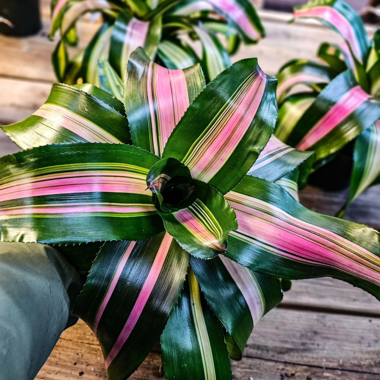 Designs By Lee Inc nursery