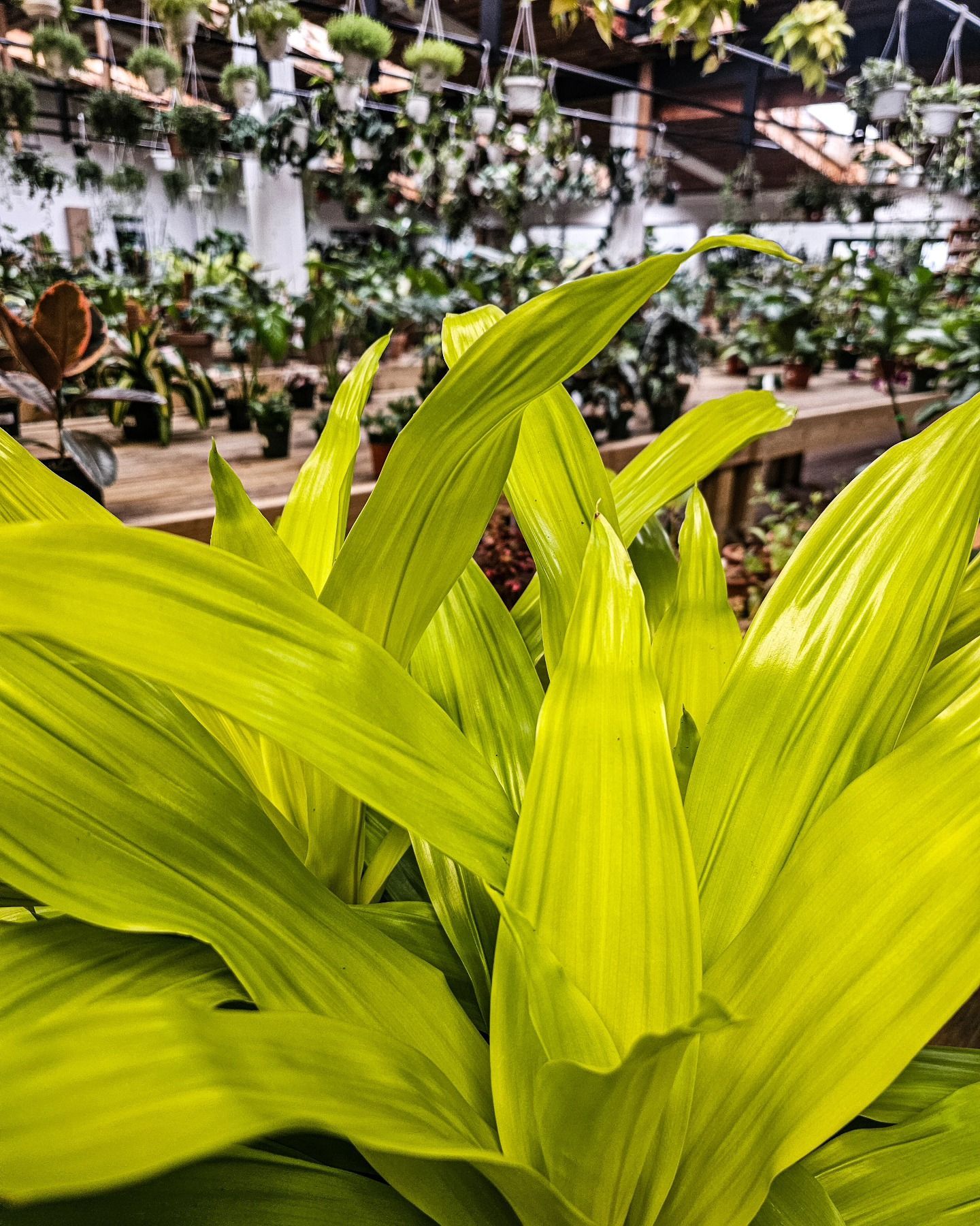 Designs By Lee Inc nursery