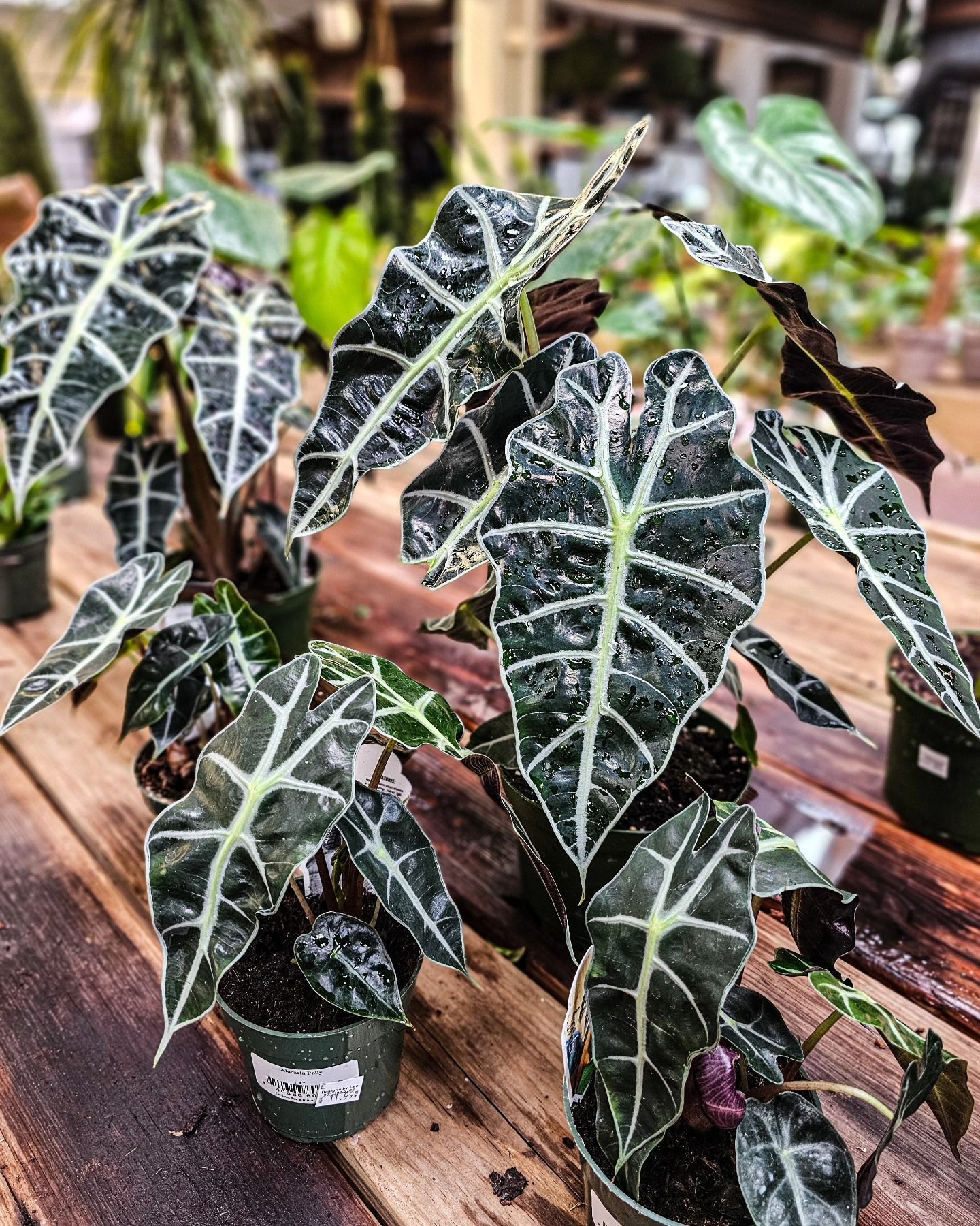 Designs By Lee Inc nursery