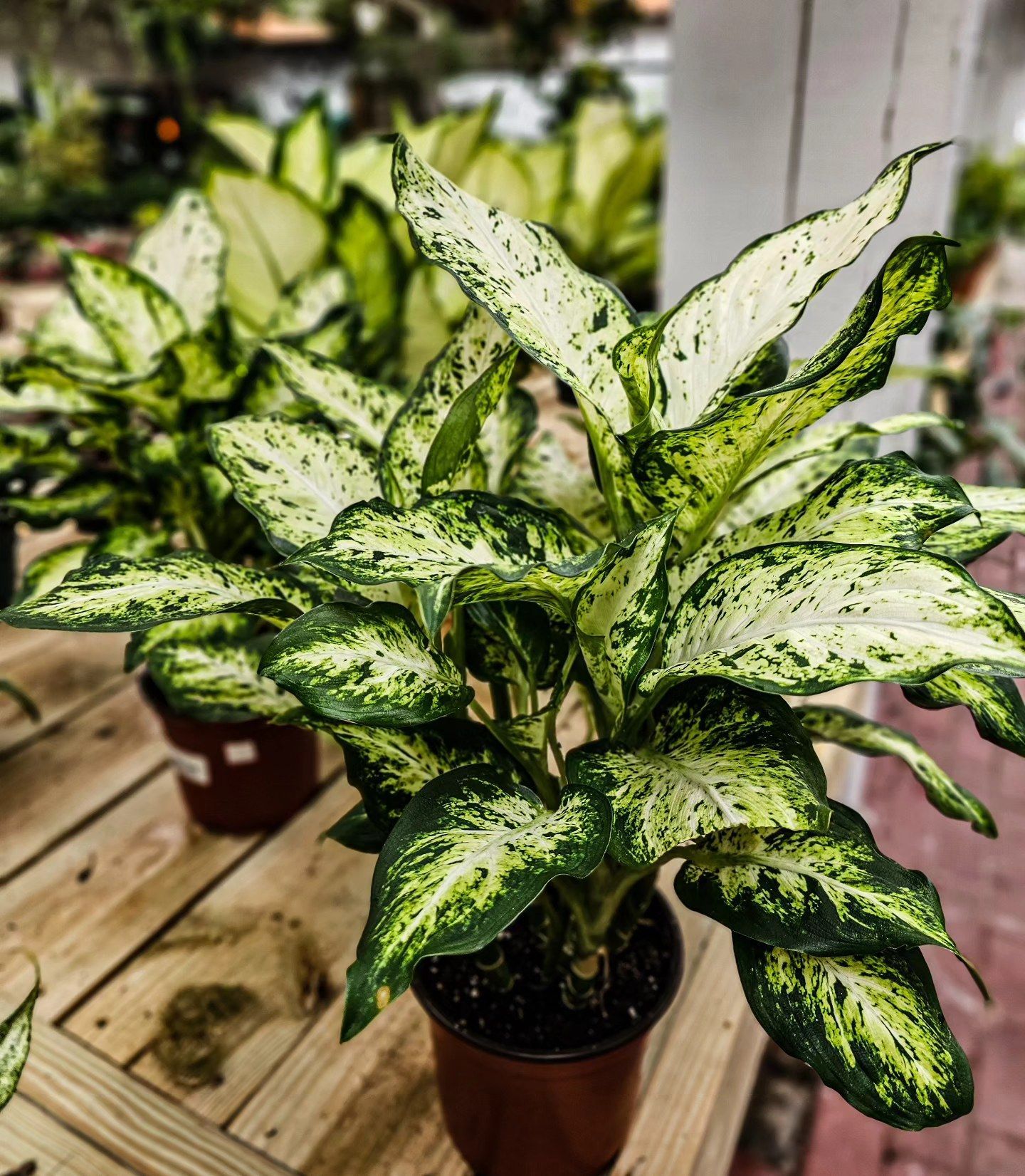 Designs By Lee Inc nursery