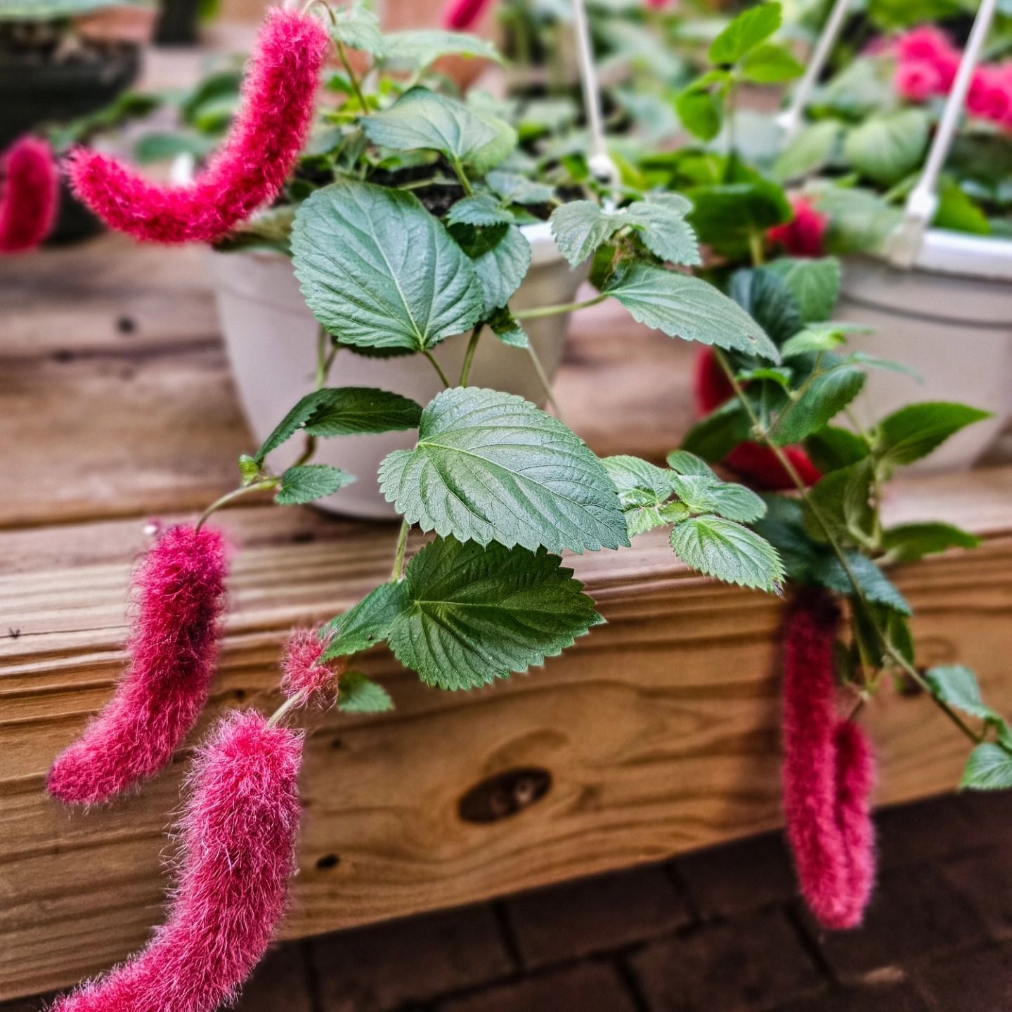 Designs By Lee Inc nursery