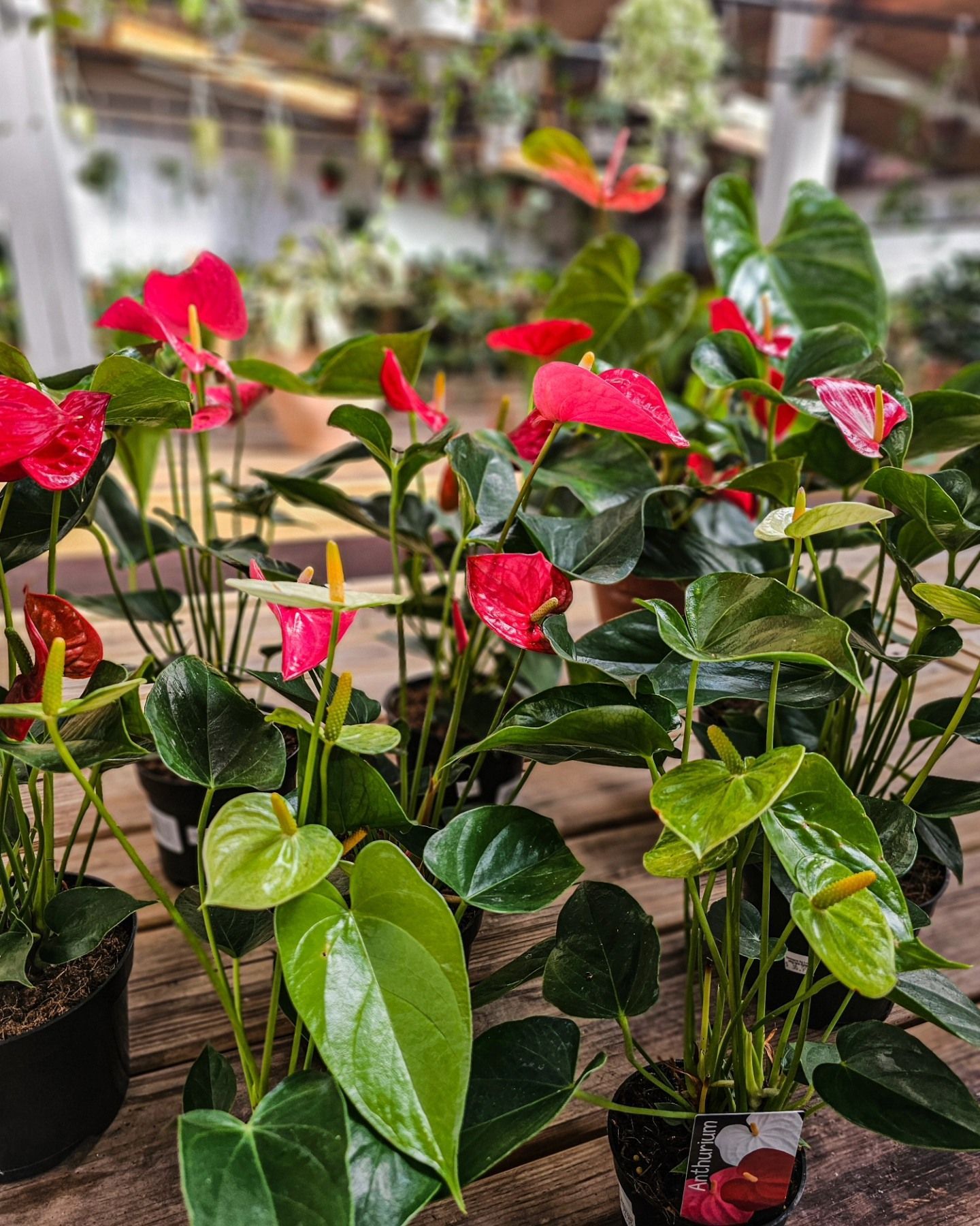 Designs By Lee Inc nursery