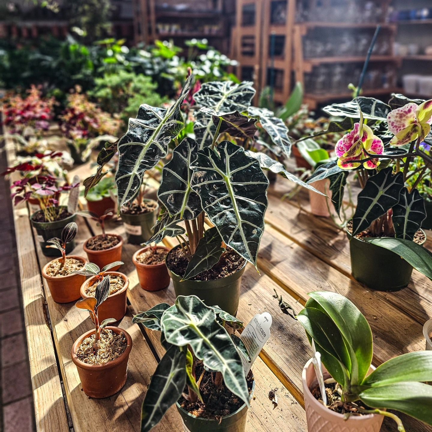 Designs By Lee Inc nursery