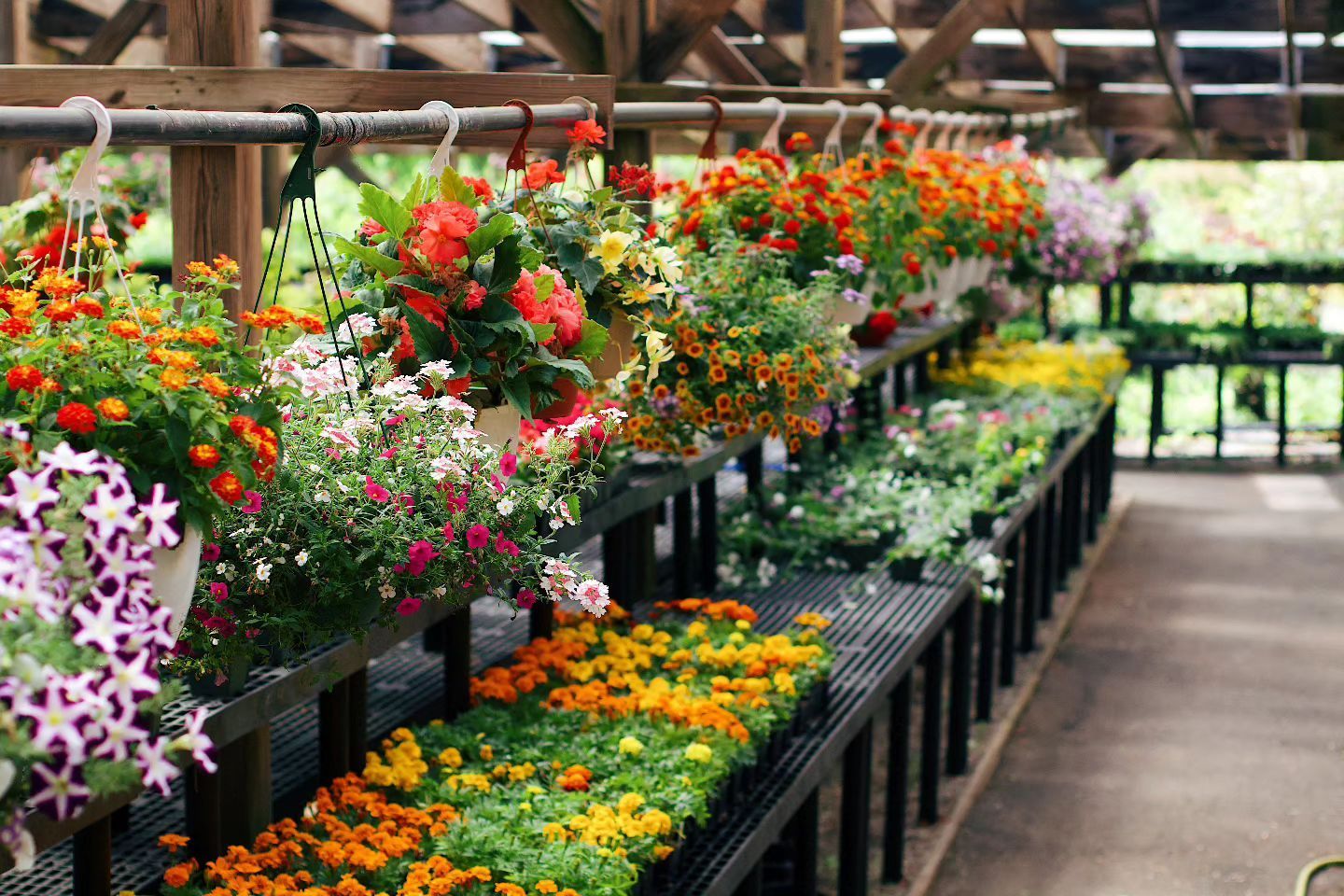 Designs By Lee Inc nursery