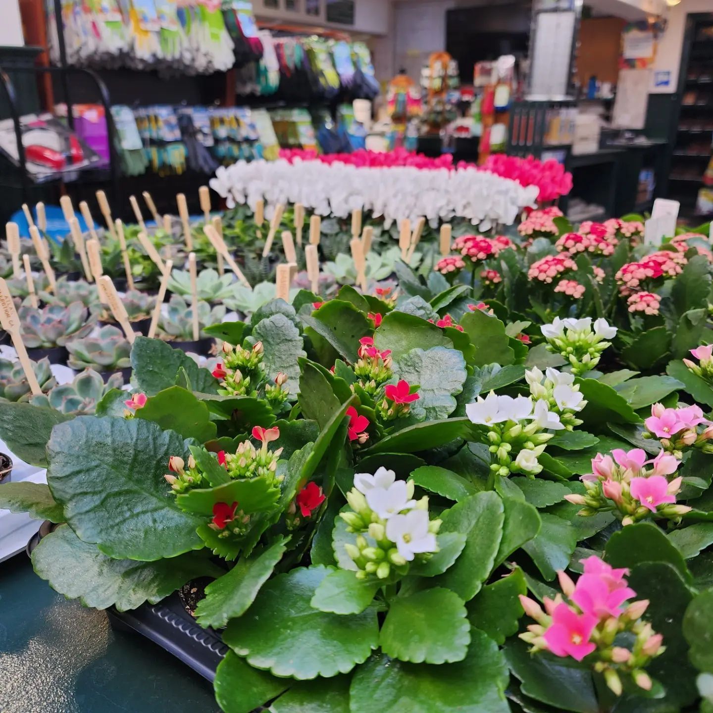 Designs By Lee Inc nursery