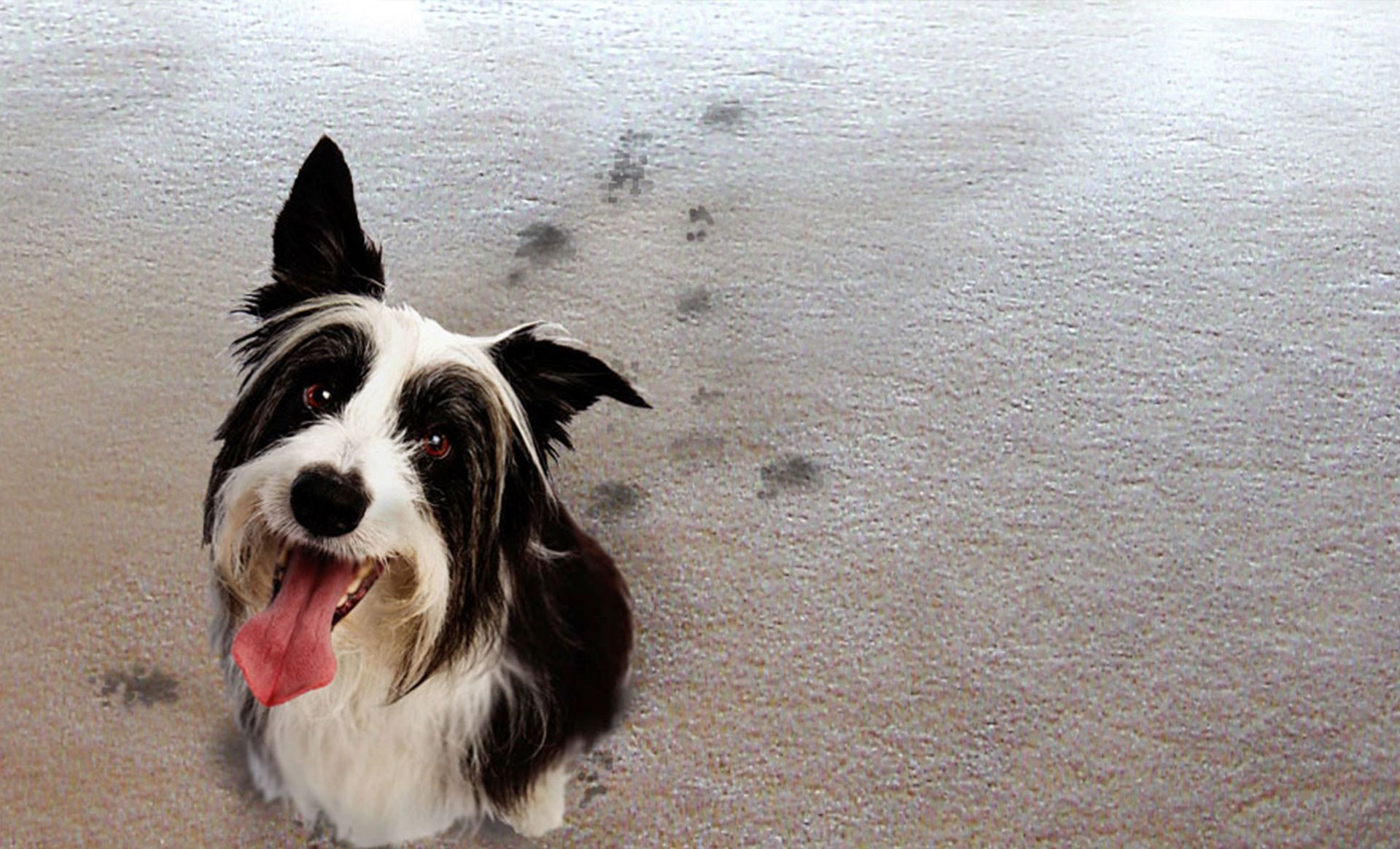 Pet Carpet Cleaning Services