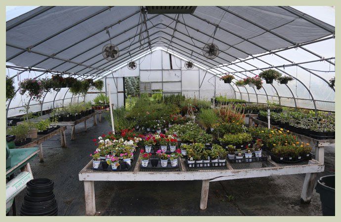 Landscaping products and plants