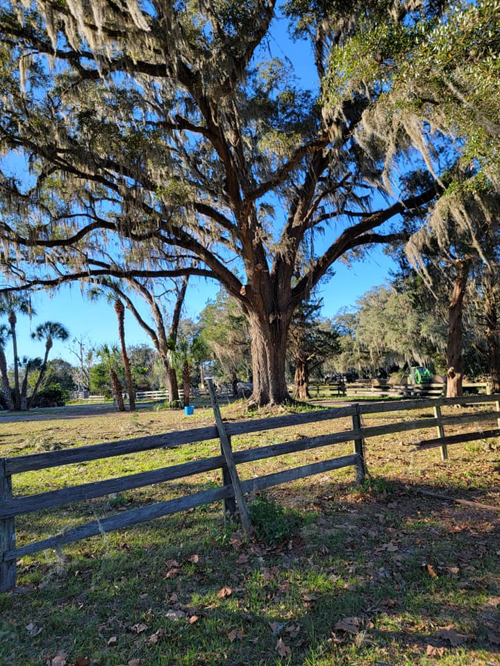 Johnson & Sons Tree Service, LLC | Tree Care Gainesville FL