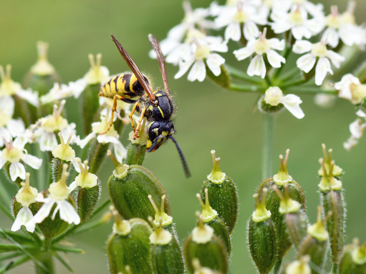 bee and wasp control