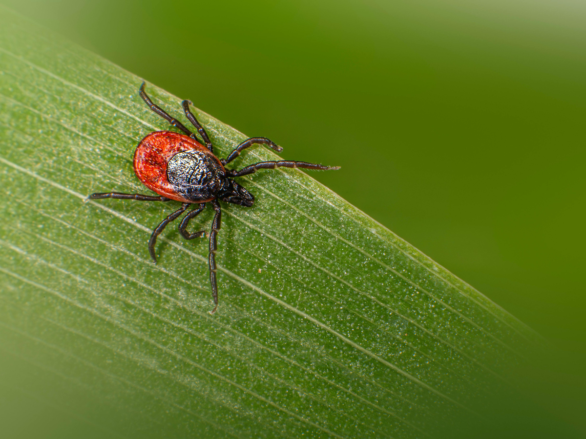 flea and tick pest control