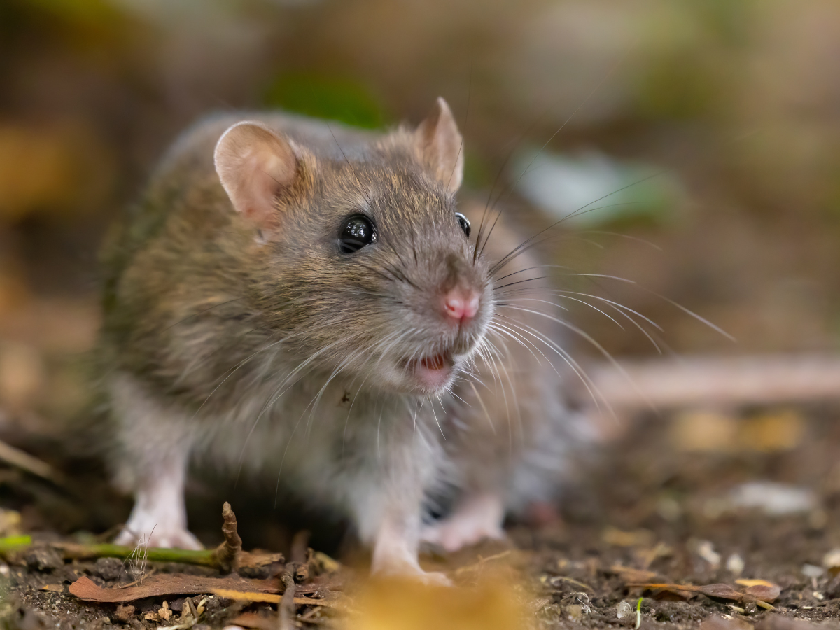 rodent removal services broward county
