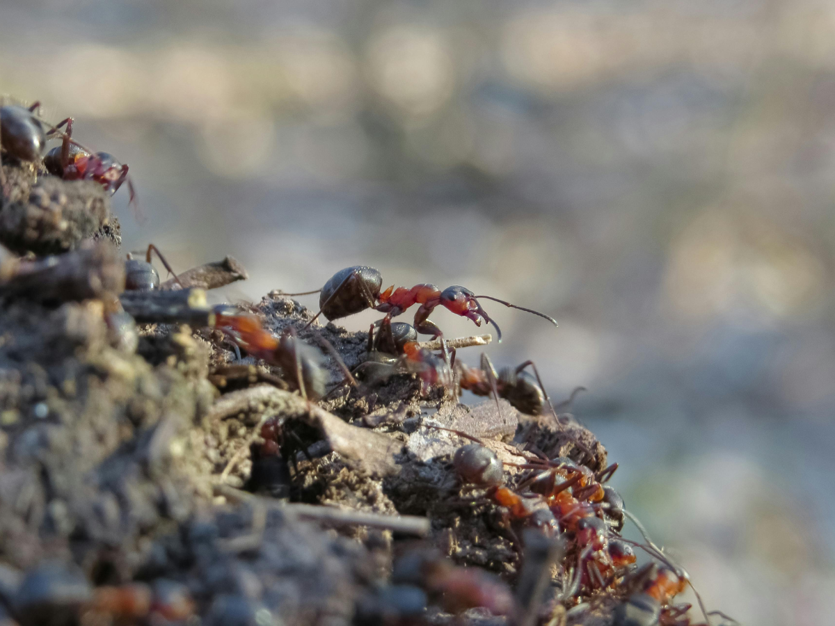 ant exterminator broward county