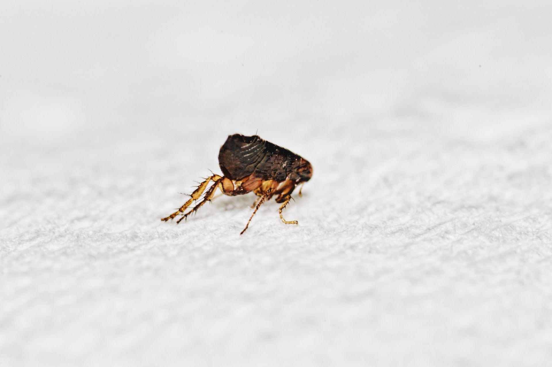 A small flea is crawling on a white surface