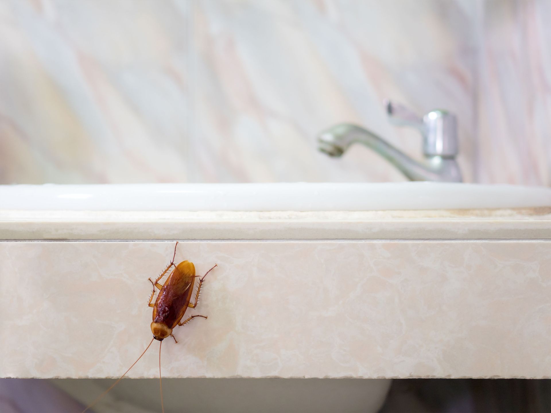 A cockroach is sitting on the edge of a bathroom sink