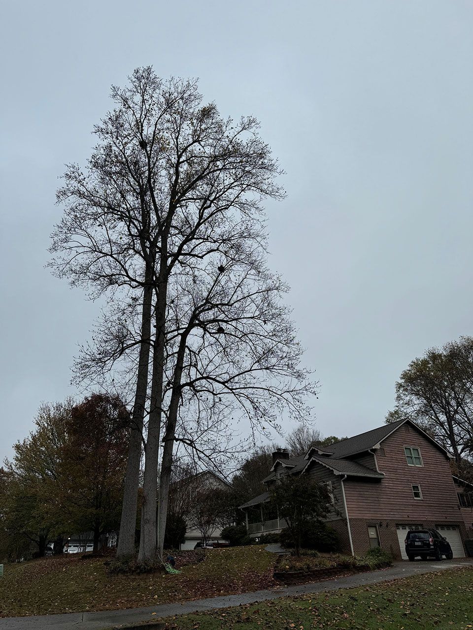 A large tree in front of a house - before