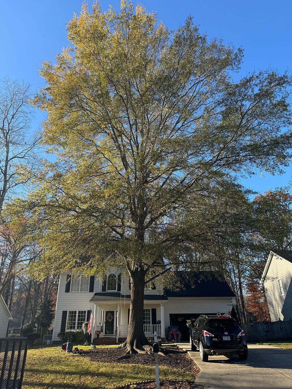 A large tree in front of a house - before