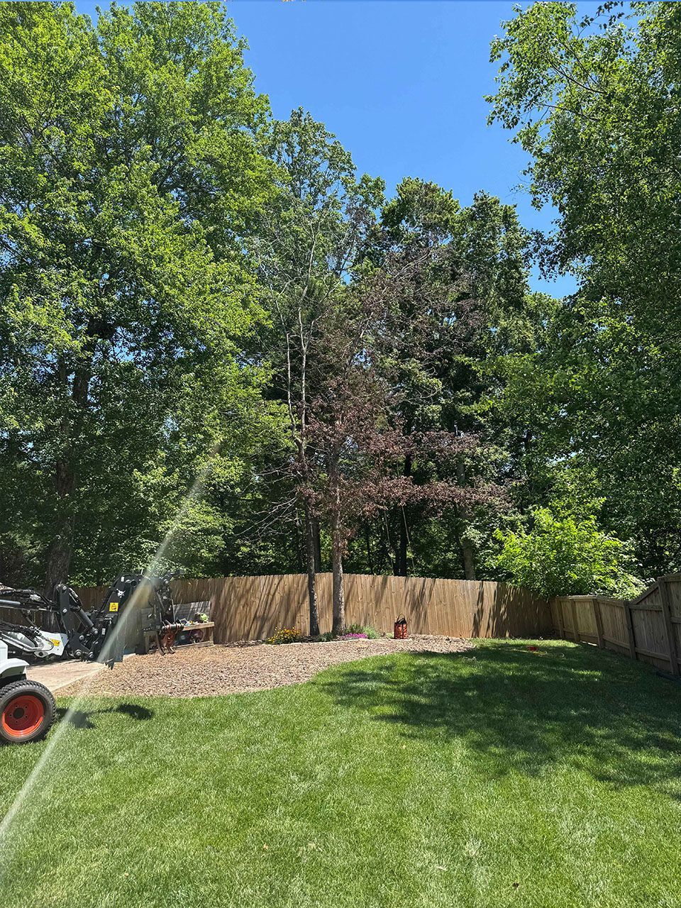 A lush green yard with trees and a fence on a sunny day - before image