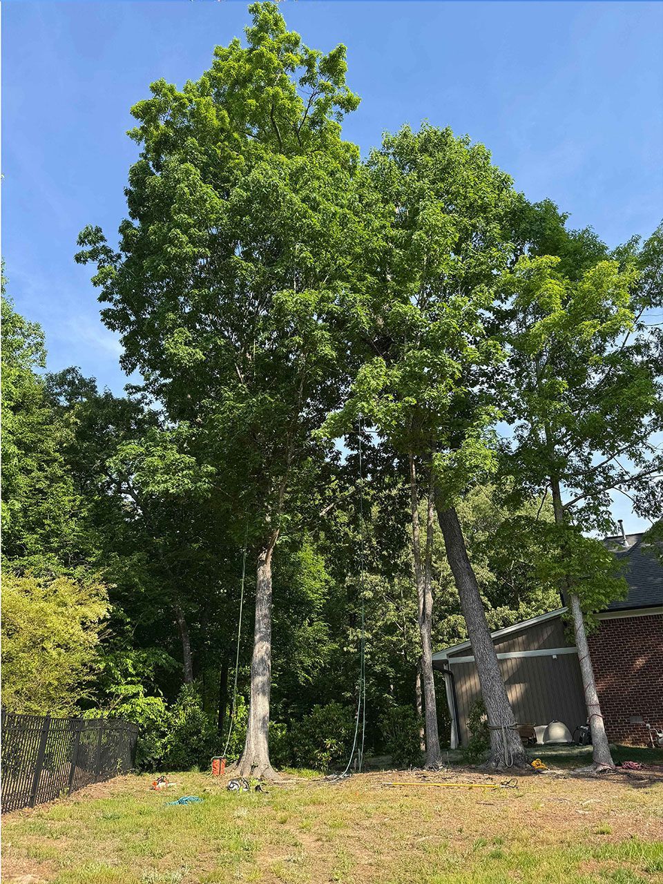 A row of trees in a yard with a house in the background - before image