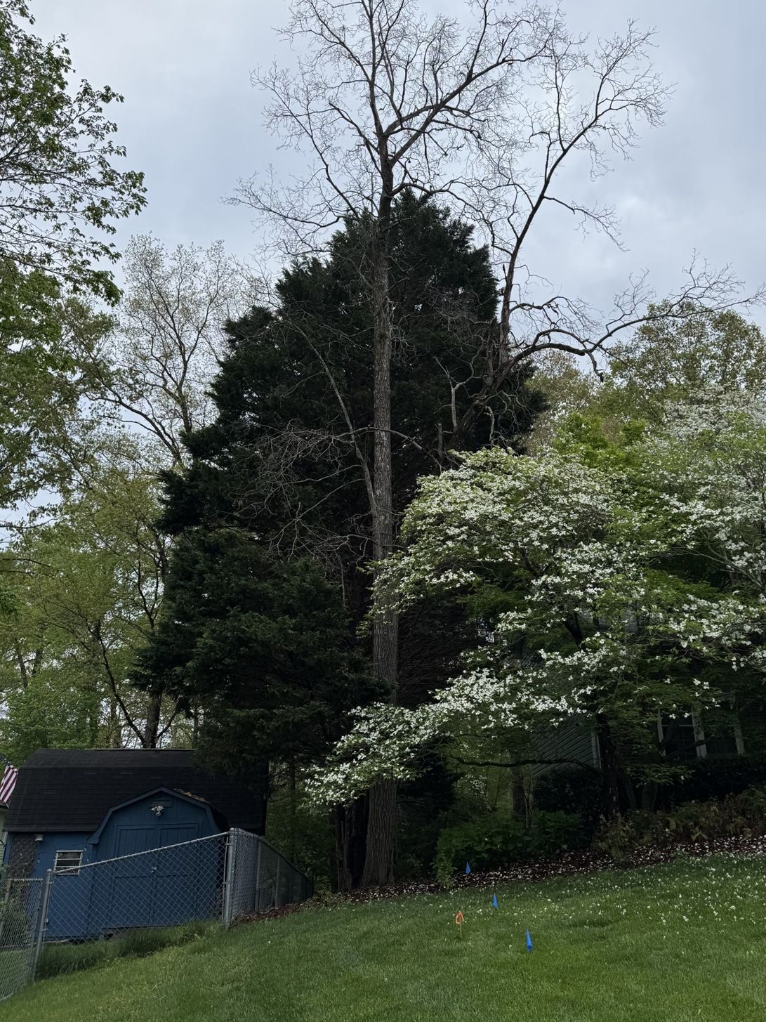 A tree with white flowers in front of a blue garage