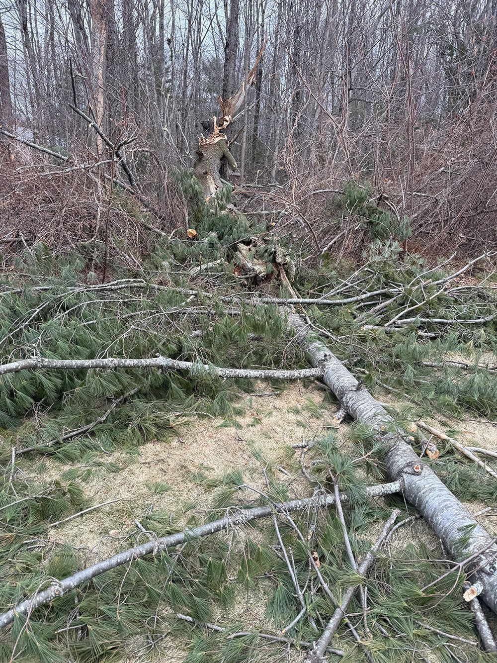 Broken tree limbs scattered across a woodland floor with bare trees in the background