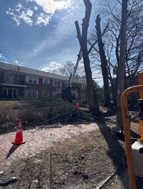 Tree removal site beside apartment buildings, with cut trunks, fallen branches, and orange safety cones.