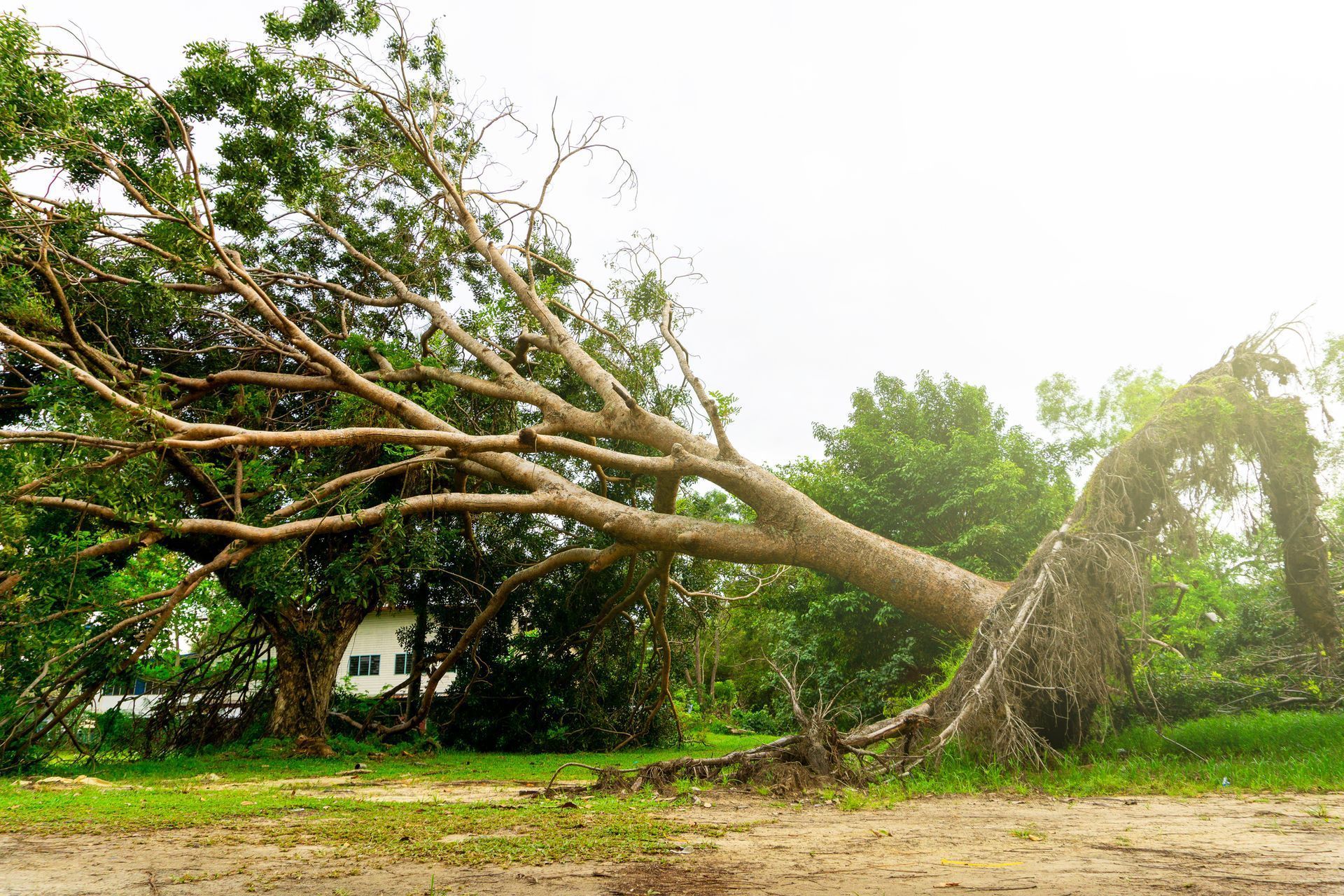 A large fallen tree with broken branches lies across a grassy area near a small house.