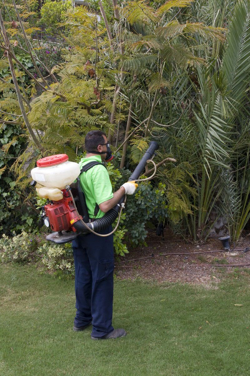 Person using a backpack leaf blower to clear grass near dense tropical plants