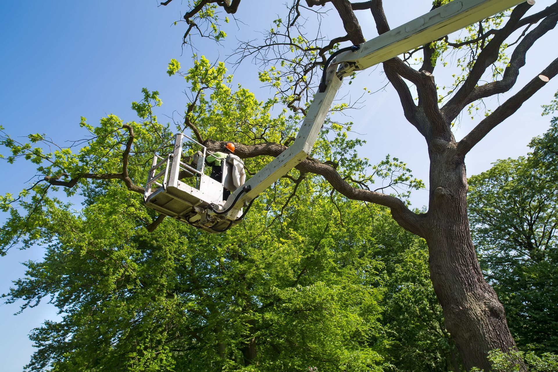 Worker in a cherry picker pruning a leafy tree against a blue sky