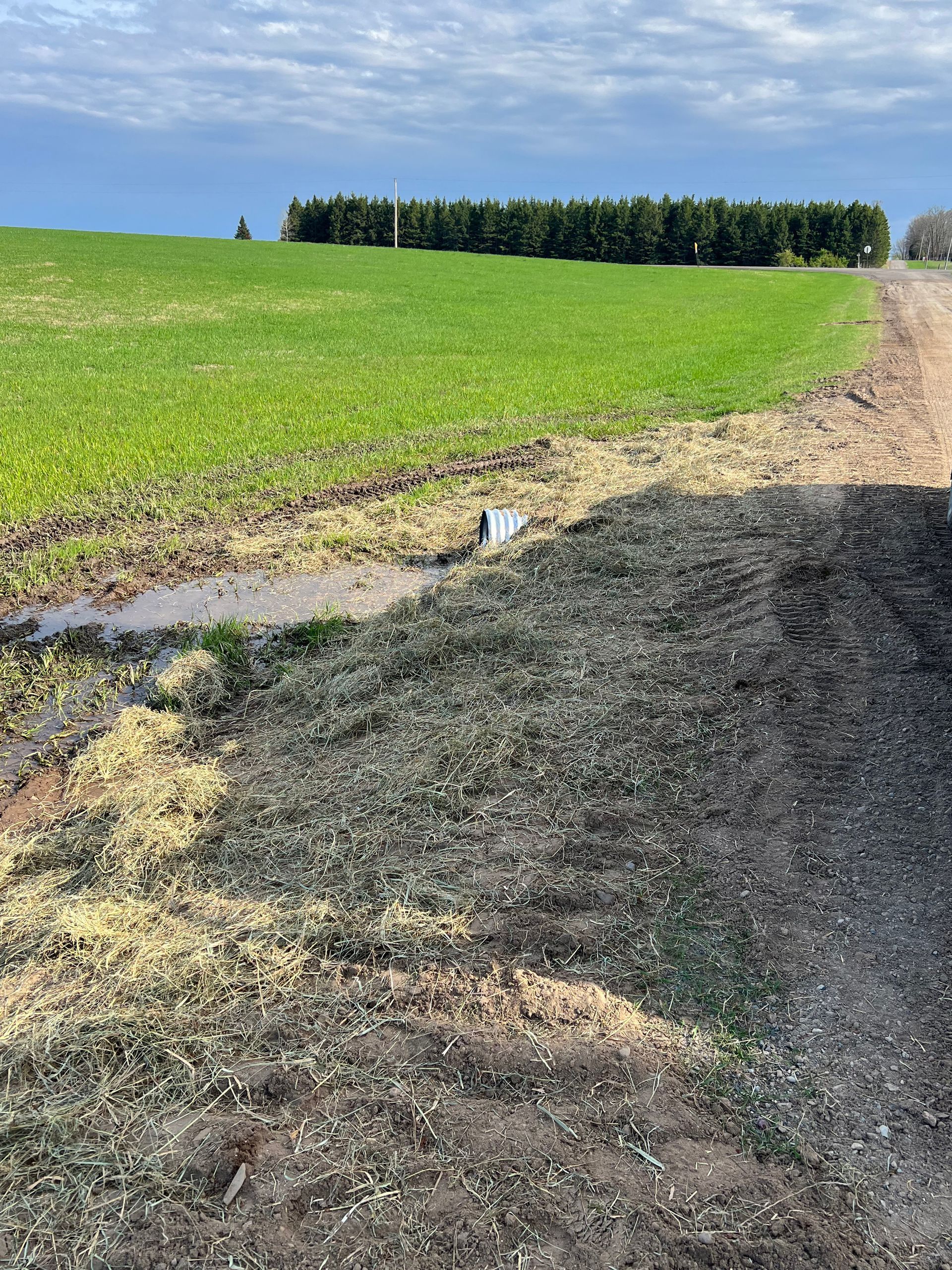 A dirt road going through a grassy field with trees in the background.