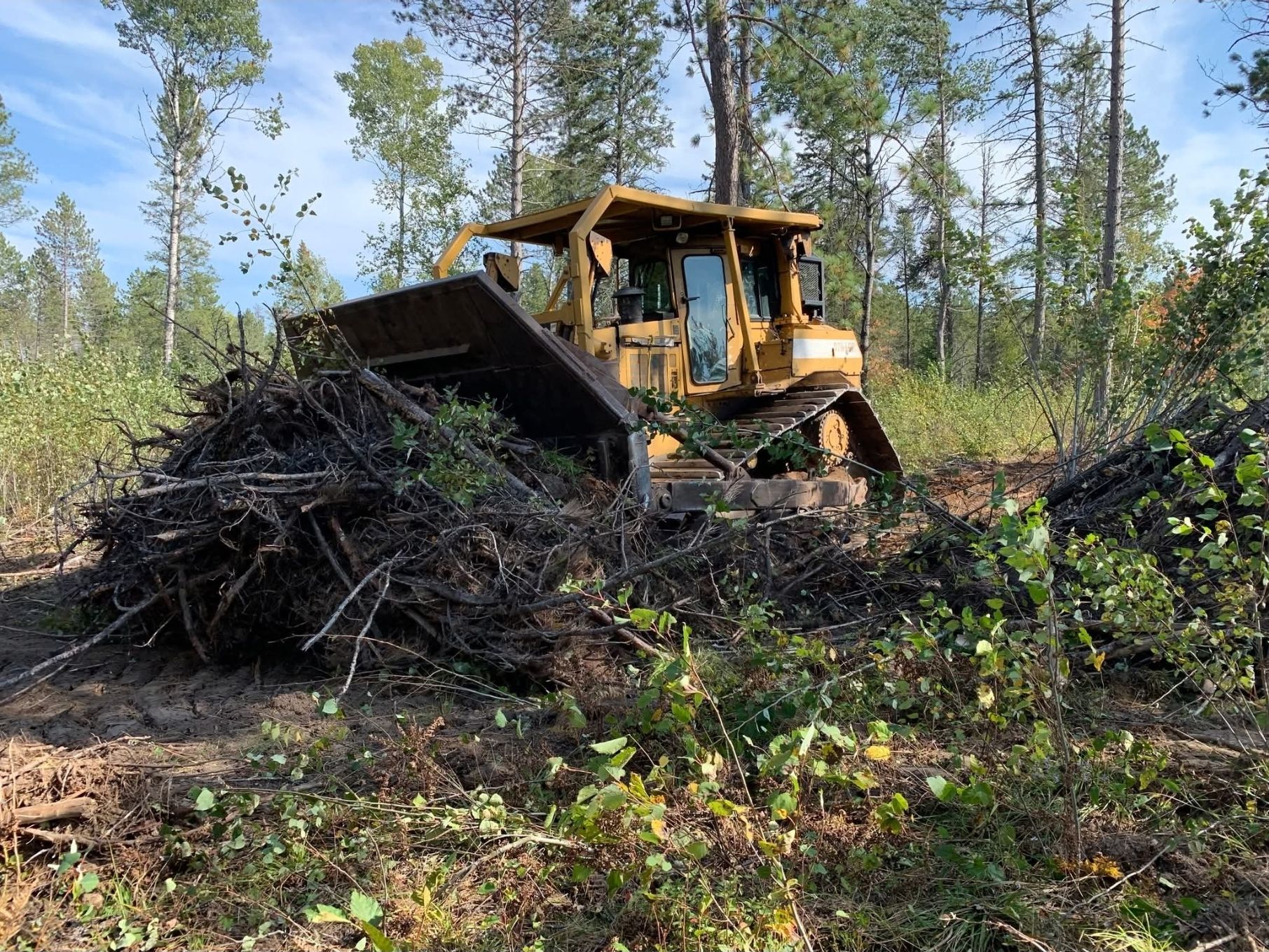 A bulldozer is cutting down trees in a forest.