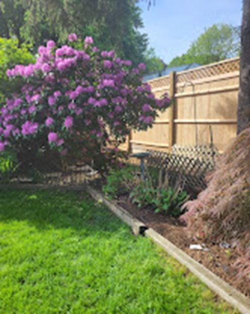 Backyard garden with a blooming purple bush, green lawn, and wooden fence