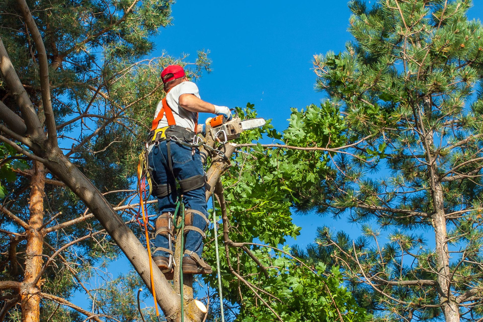 tree services