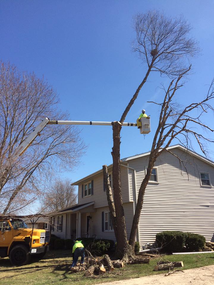 Tree service