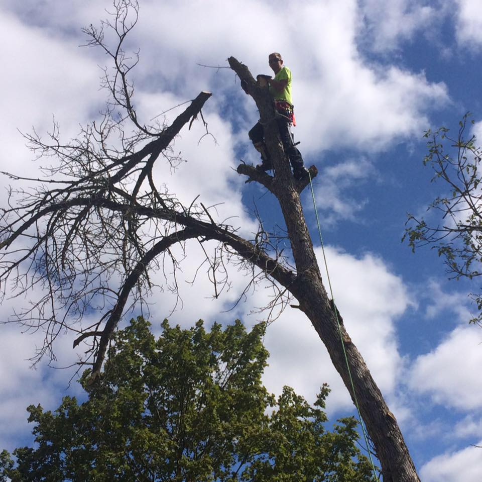 Tree service