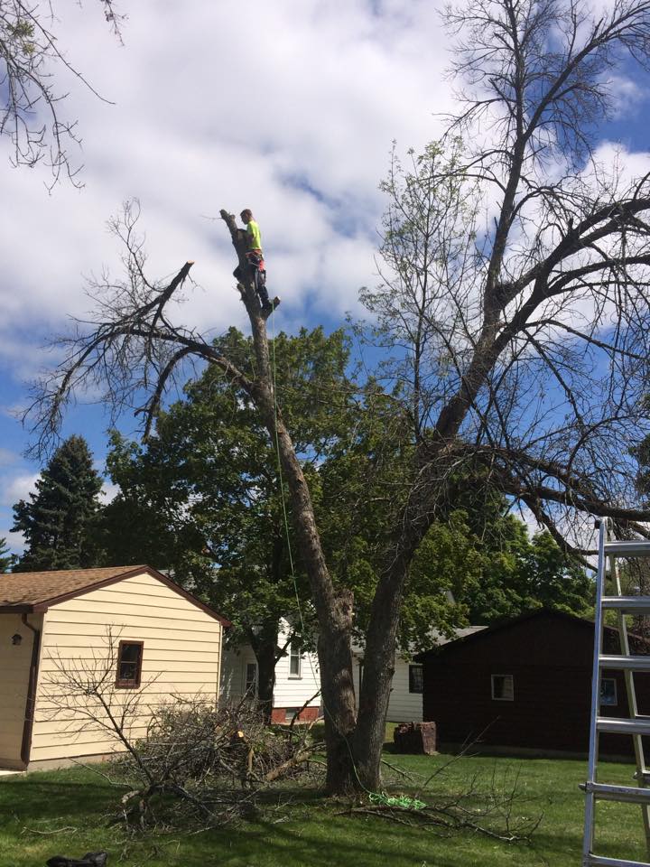 Tree service