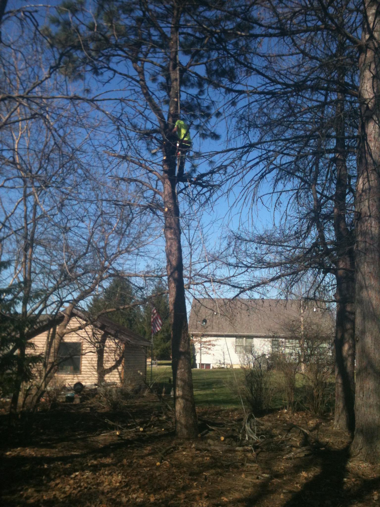 Tree service