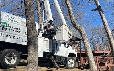 Learn More About Tree Service tree service granville il