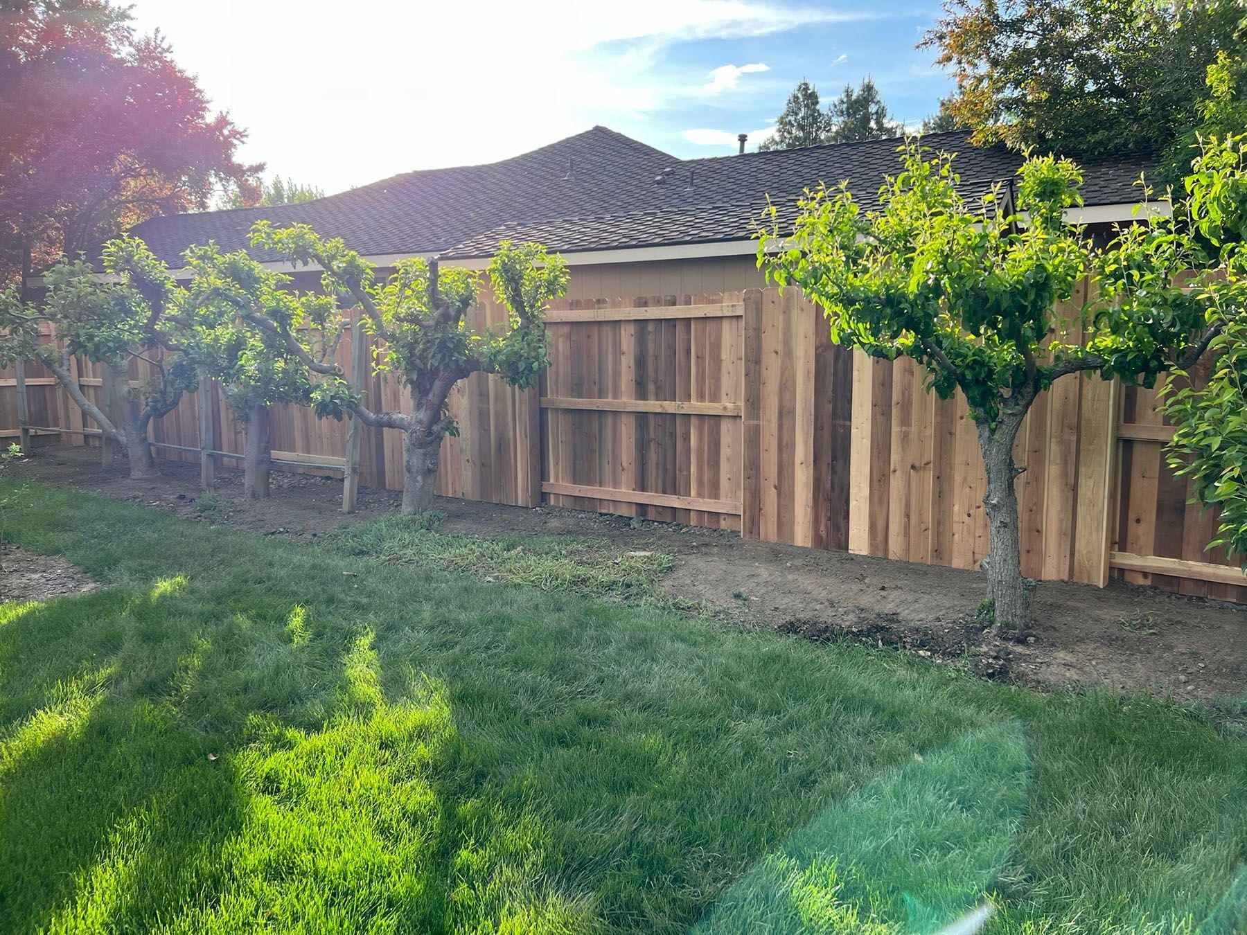 Wooden fence lined with young trees and a grassy lawn in bright sunlight.