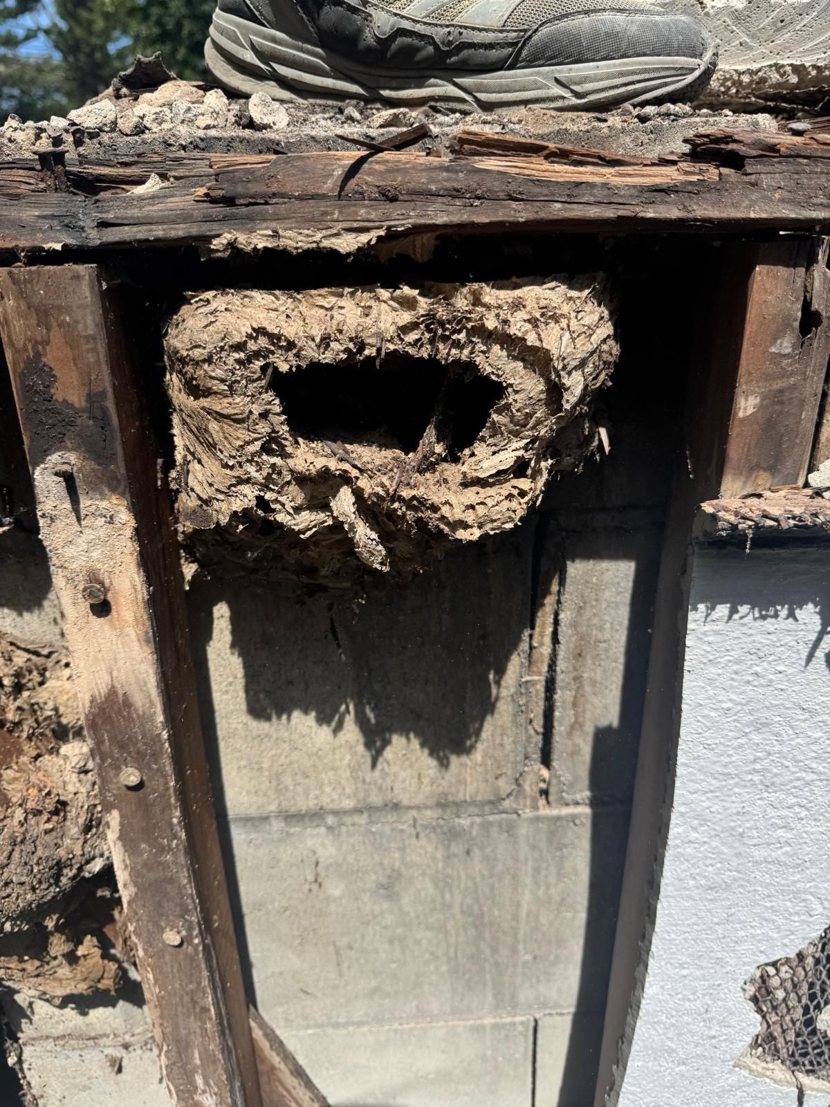Damaged wall opening with a wasp nest under a weathered roof beam